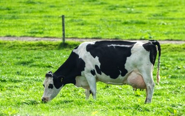 black and white cow © pharoah
