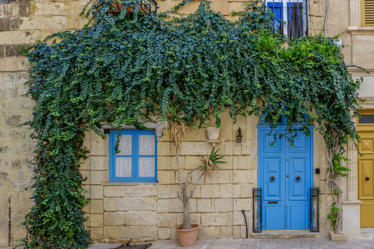 Limestone House Facade Featuring Bright Blue Wooden Door and Window Covered with Lush Green Climbing Ivy