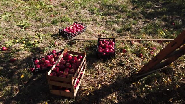 Still video of red apples harvest in wooden boxes and plastic crate on grass 