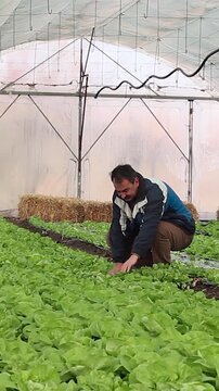 Elderly Vegetable Grower Carries Lettuce Seedlings and Walks Through the Greenhouse - Panning Shot. Perfect for the themes of food production, organic farming, and the lifestyle of retired older men.