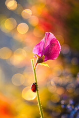 Ladybug on Pink Wildflower Stem with Colorful Bokeh Background in Golden Light © bluejeansw