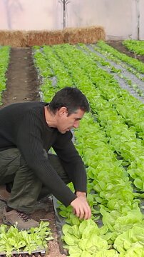 Two Farm Workers Observing Lettuce Growth at Greenhouse. Two vegetable growers stroll through rows of lettuce, observing crop health and growth. Polytunnels offer cost-effective or small-scale farming
