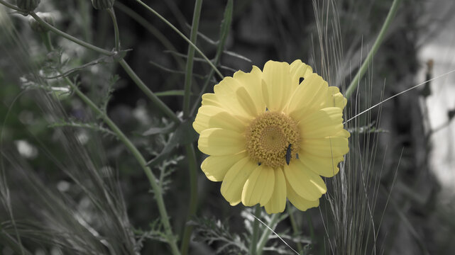 impollinazione