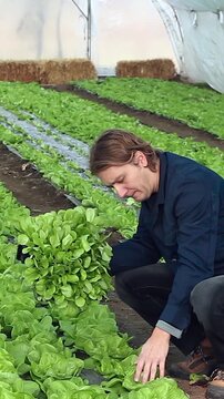 Young Farmer Checking Lettuce Growth in a Greenhouse Vertical Video.  With a tray of seedlings in hand, this intimate shot captures the precision, care, and rhythm of modern sustainable farming.