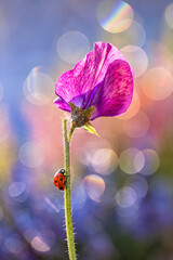 Ladybug on Pink Flower with Pastel Bokeh © bluejeansw