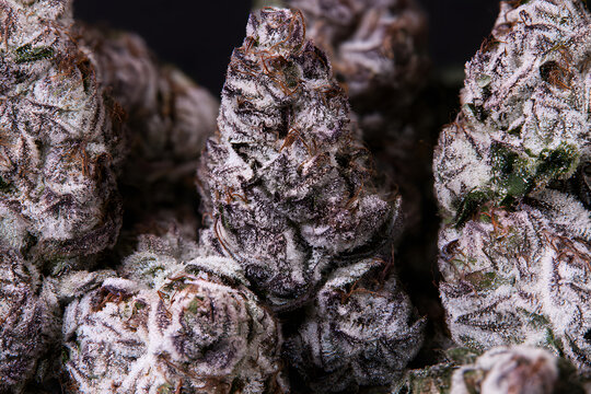 Macro view of densely textured purple cannabis buds