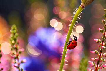 Red Ladybug Climbing Green Stem in Colorful Garden with Dreamy Bokeh Background © bluejeansw