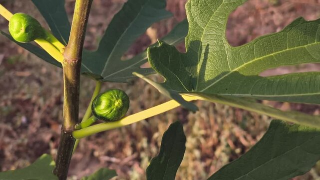 Close up of small green unripe figs (Ficus carica) growing on a tree branch with lobed leaves in warm afternoon sunlight in garden.