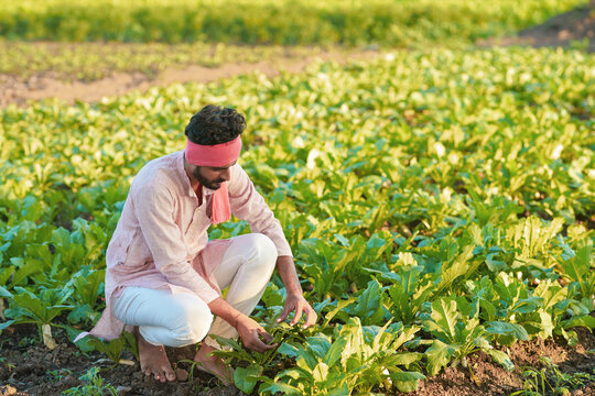 young indian farmer sitting at green agricultural radish field