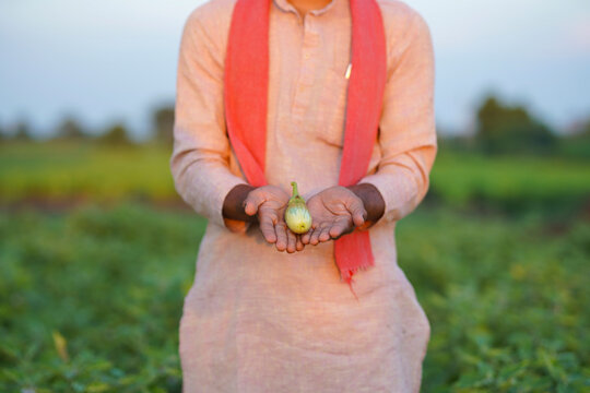 young indian farmer holding green Eggplant standing at green agricultural field