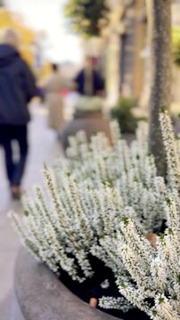 White Heather in a City Planter with a Blurred Pedestrian