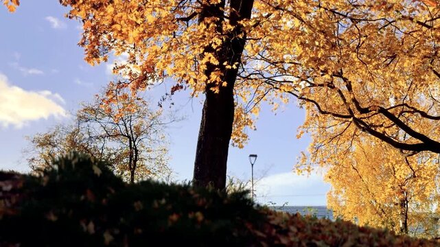 Golden Maple Tree in Helsinki Shoreline Park with Lamppost and Blue Sky