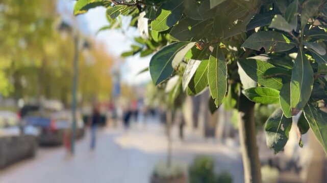 Autumn Tree Branch Over a Busy Helsinki City Boulevard with Pedestrians