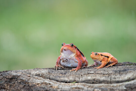 Two orange tomato frogs resting on a rough textured tree branch in a natural forest habitat