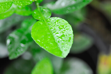 Pomelo leaf ,Pampelmoose or Citrus maxima or RUTACEAE plant and rain drople tor dew drop © jobrestful