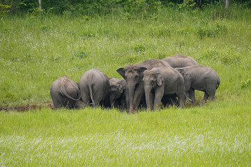 elephants family © r