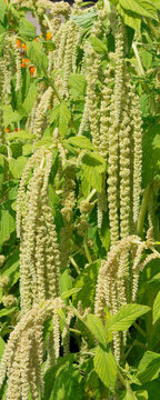 Amaranthus caudatus 'Green Cascade' - Foxtail amaranth producing creamy white or anise green drooping panicles with foliage with green features fuzzy texture 