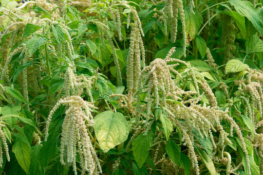 Amaranthus caudatus - Foxtail or Amaranth 'Green Cascade', an amaranth variety with long, drooping panicles of flowers resembling tightly packed, greenish catkins and ovate green foliage