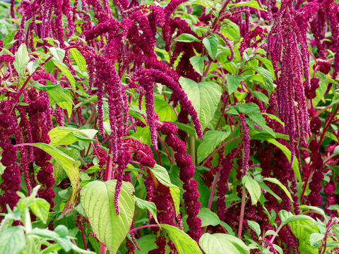 Foxtail amaranth (Amaranthus caudatus). Thick, reddish stems bearing light green, oval, veined leaves with magnificent drooping spikes of flowers with red and purple bracts
