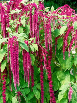 Foxtail amaranth (Amaranthus caudatus). Ornamental plant with magnificent drooping spikes of red or purple flowers and large, soft, oval to lanceolate light green leaves
