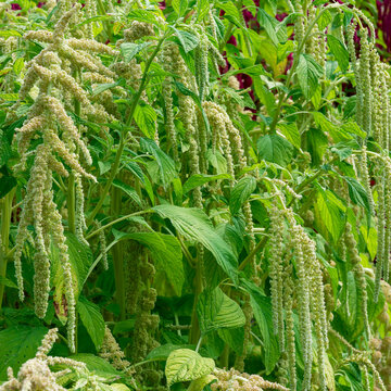 Amaranthus caudatus 'Green Cascade' producing long, shimmering, drooping panicles of greenish to creamy-white flowers on thick stems with apple-green, oval leaves