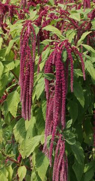 Amaranthus caudatus | Love-lies-bleeding - Pendant amaranth- Velvet flower - Foxtail amaranth. Herbaceous plant with long, drooping spikes of purple-red flowers