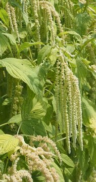 Foxtail amaranth or viridis amaranth (Amaranthus caudatus 'Green Cascade') adorned with drooping panicles of greenish flowers growing from lateral buds on the main stems.