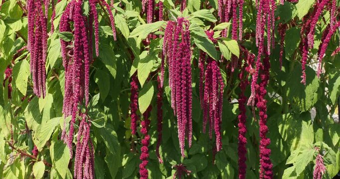 (Amaranthus caudatus) Love-lies-bleeding or pendant amaranth producing spectacular, supple, drooping panicles, similar to fox tails