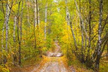 ground road through the autumn forest covered by the red dry leaves, seasonal outdoor scene © Yuriy Kulik