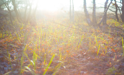 closeup tree branches on forest glade in the light of early morning sun © Yuriy Kulik