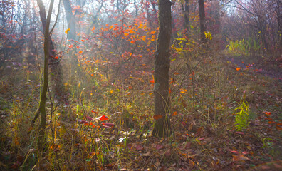 autumn  forest glade covered by red dry leaves in light of sparkle sun, seasonal outdoor scene © Yuriy Kulik