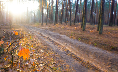 ground road covered by red leaves among the autumn forest at the bright sunny day © Yuriy Kulik