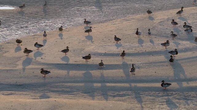 Aerial Top Down View of Mallard Ducks on Sandbar Wetland Dongting Lake