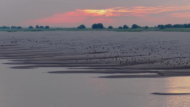 Aerial Top Down View of Mallard Ducks on Sandbar Wetland Dongting Lake