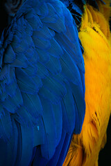 Close-up texture of blue and yellow macaw feathers © Alexandra