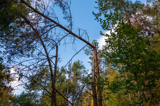 Broken pine trees and snapped trunks in a forest after strong winds. Damaged branches against blue sky show the aftermath of a windstorm, forest destruction and challenges for woodland management.