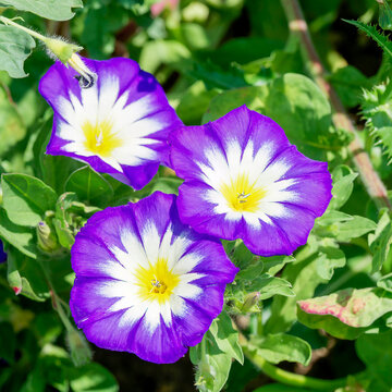 Morning glory flowers (Convolvulus tricolor) equipped respectively with a funnel-shaped corolla with a yellow throat, bordered by a white and mauve-blue area. In center stamens and filiform stigmas