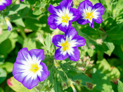 Tricolor bindweed  (Convolvulus tricolor), with funnel-shaped corollas displaying three colors: intense blue-violet, a white ring, and a golden-yellow center with slender stamens and stigmas 