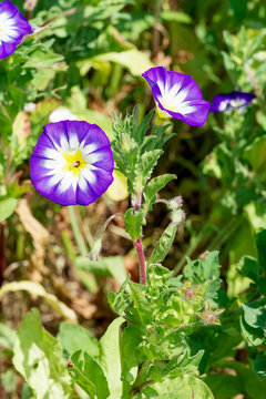Convolvulus tricolor 'Blue Ensign' or tricolor bindweeds with blue-royal petals funnel-shaped atop branching reddish hairy stems adorned with narrow lance-shaped mid-green leaves