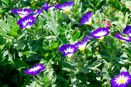 Convolvulus tricolor 'Blue Ensign' | Dwarf morning-glory - Tricolor bindweed - Morning glory. Royal blue one day flowers on a bed of branching stems covered with medium green lanceolate leaves.
