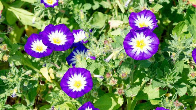 A bushy clump of tricolour bindweed (Convolvulus tricolour) flowers with blue-mauve, flared petals and a golden-yellow centre ringed in white, above a carpet of narrow, medium-green leaves.