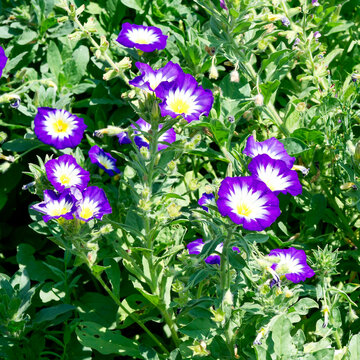 Convolvulus tricolor 'Blue Ensign' | Ground covering of Dwarf morning-glories or tricolor bindweeds with profuse flowers in flared trumpets with blue petals, yellow center, outlined in white