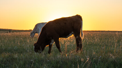 Cow Grazing in a Sunlit Grassland at Golden Sunset © Cx