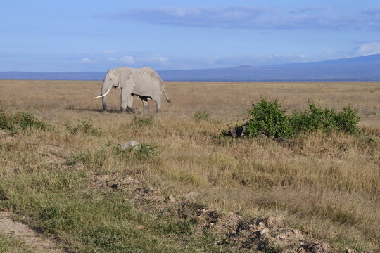 Ein Elefant mit gro&szlig;en Sto&szlig;z&auml;hnen im Amboseli National Park	