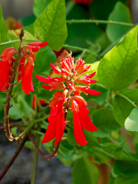 Erythrina &times; bidwillii - Coral tree or Bidwill's hybrid coral bean, shrub with apple-green foliage in deltoid leaflets and clusters of bright red tubular flowers atop of  of multiple terminal stems
