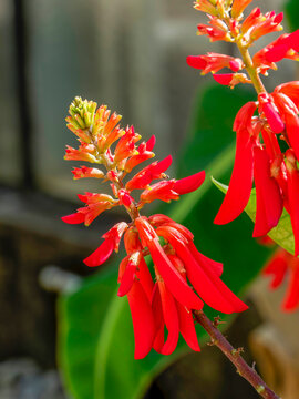 Erythrina bidwilli - Coral tree, robust, thorny and sparsely branched stems adorned with light green leaves with three oval-oblong leaflets and tubular, dark coral-red flowers in terminal racemes
