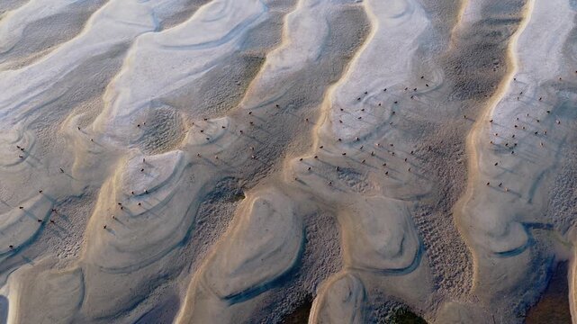 Aerial Top Down View of Mallard Ducks on Sandbar Wetland Dongting Lake