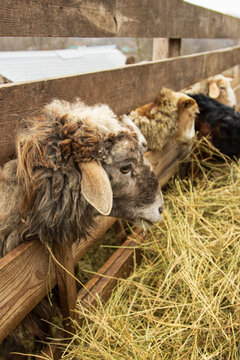 A group of sheep are eating hay from a wooden fence