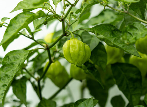 A green pepper is hanging from a plant