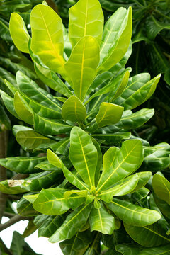 A green leafy plant with a brown spot on it